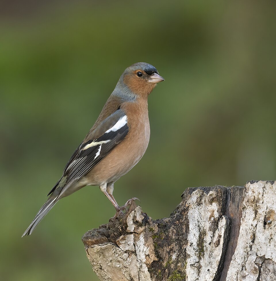 Chaffinch