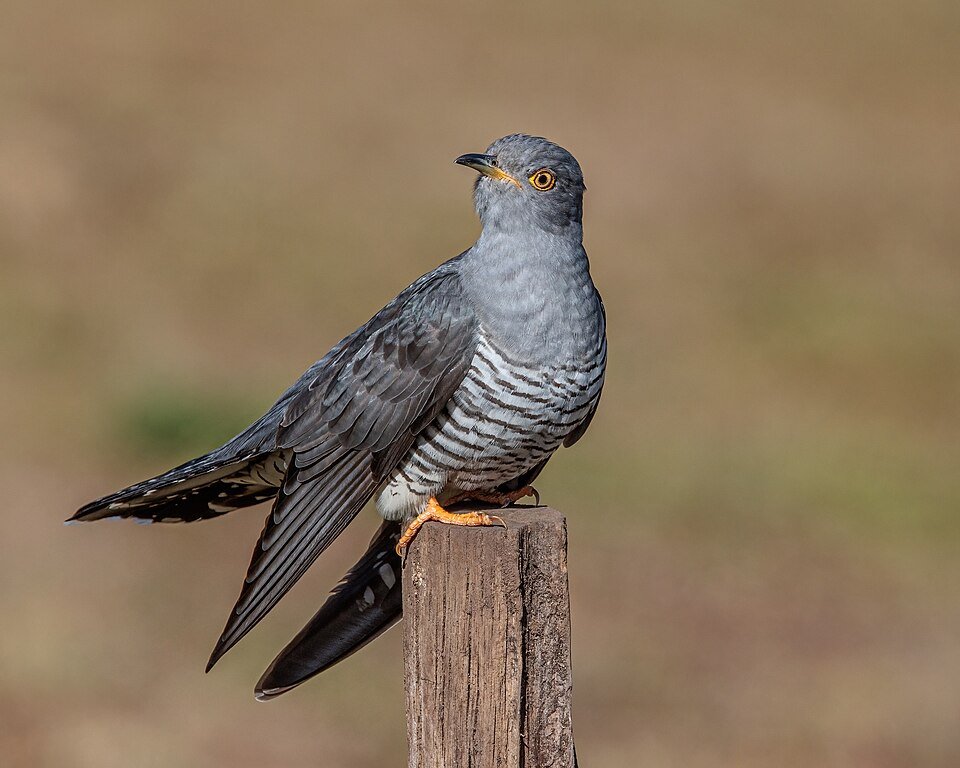 Cuckoo