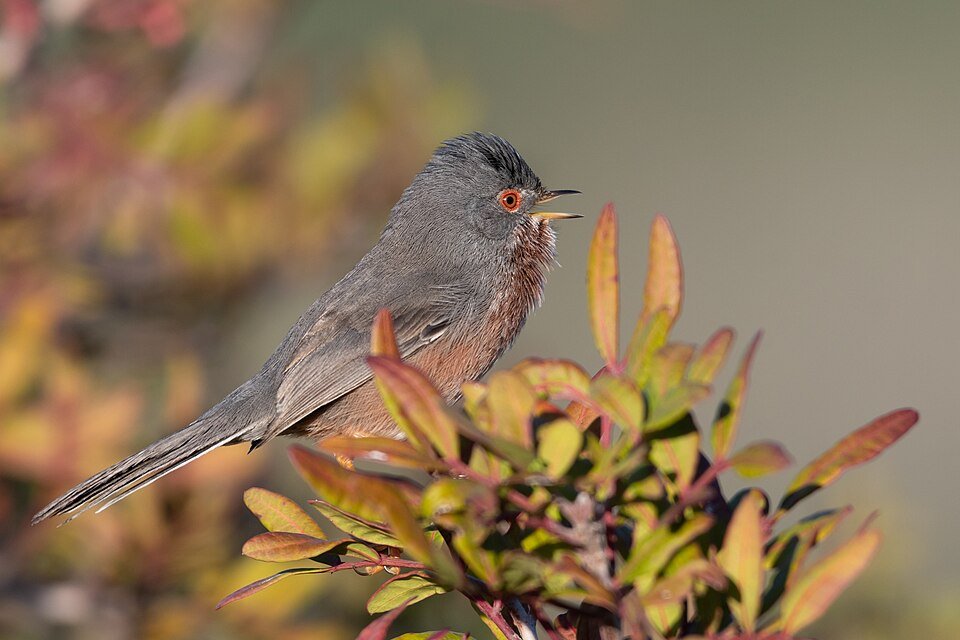 Dartford Warbler