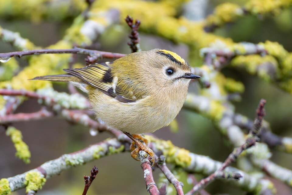 Goldcrest