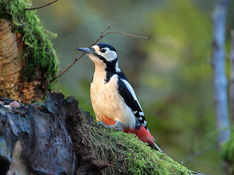 Great Spotted Woodpecker
