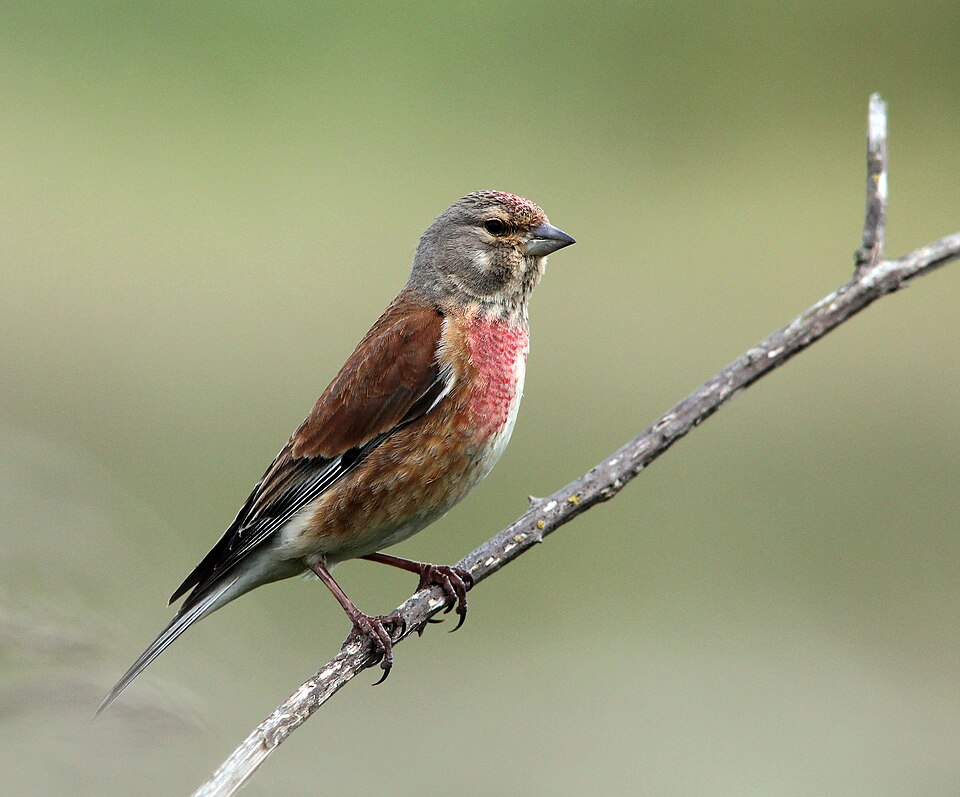 Linnet