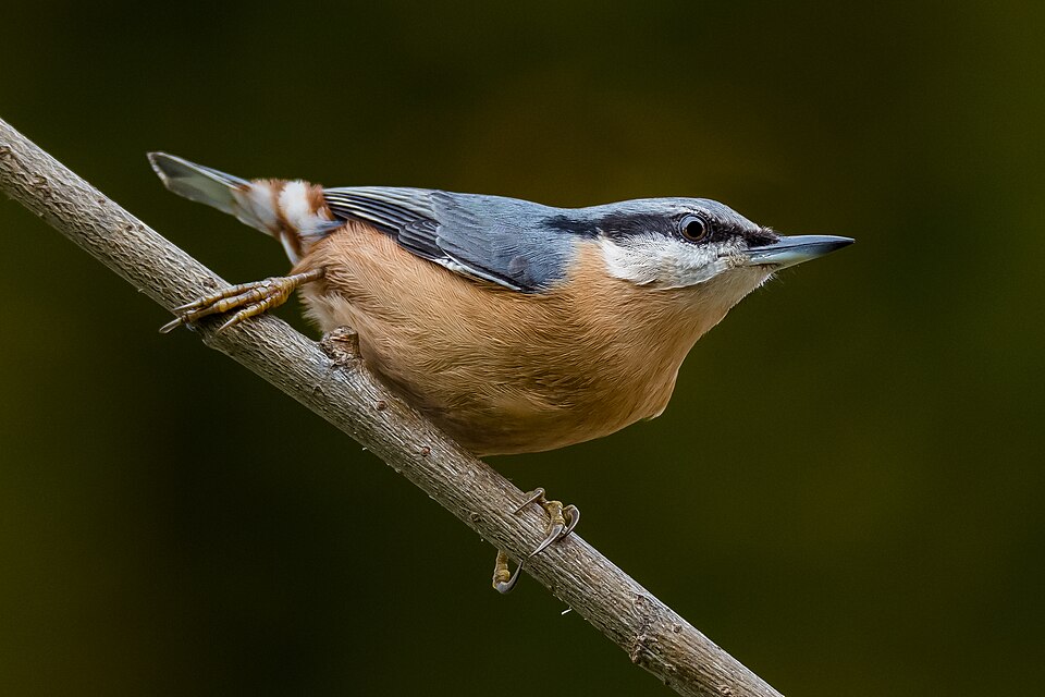 Nuthatch