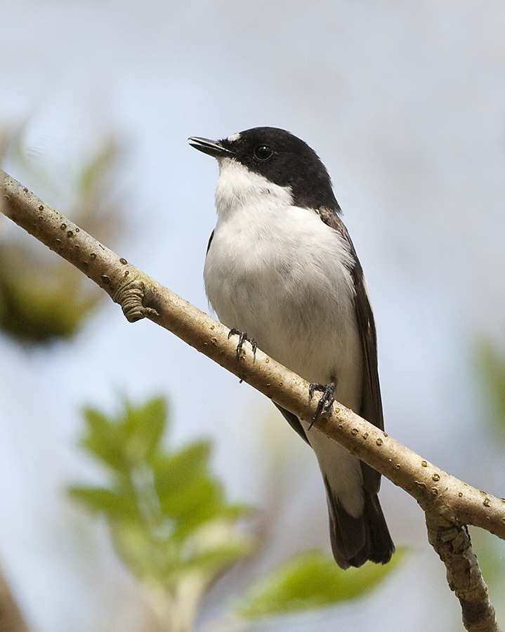 Pied Flycatcher
