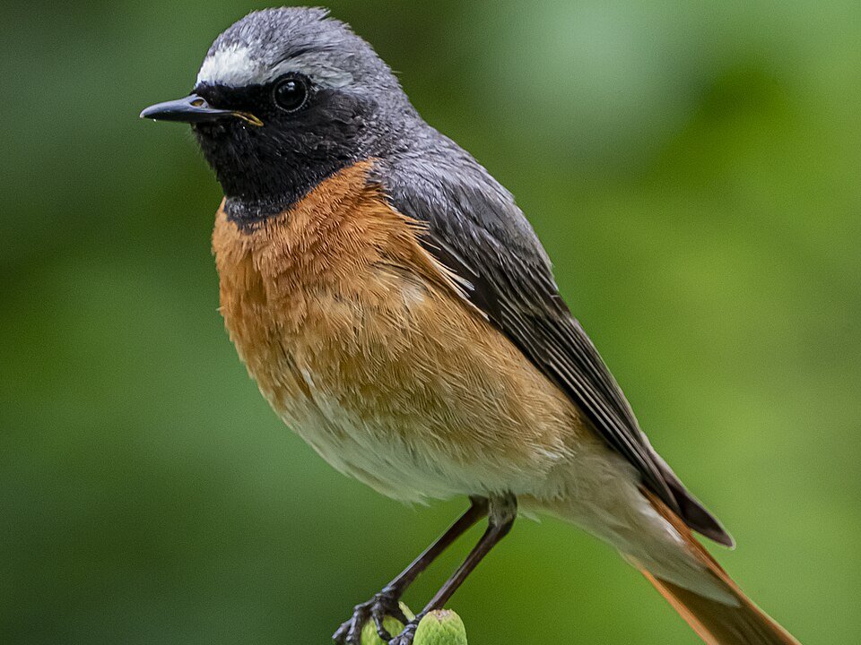 Redstart