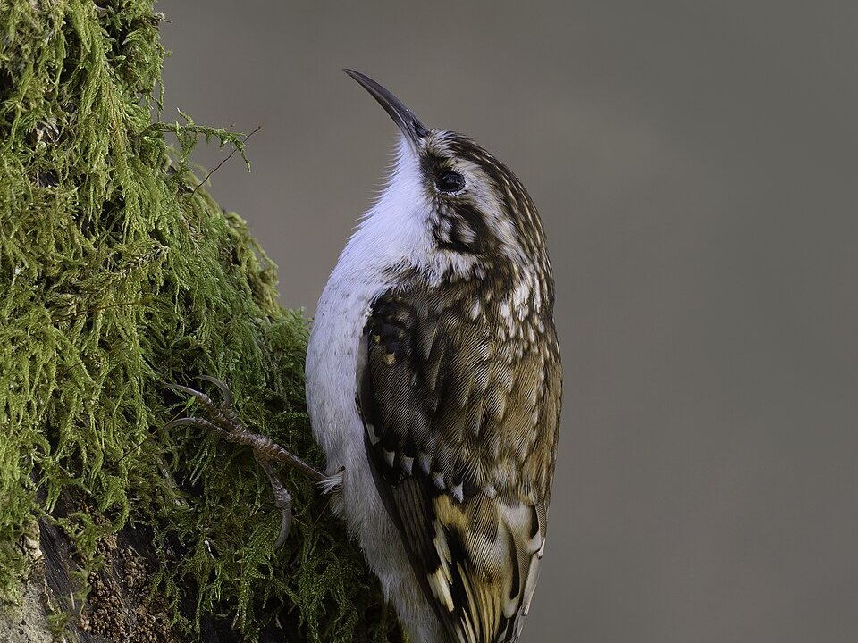 Treecreeper